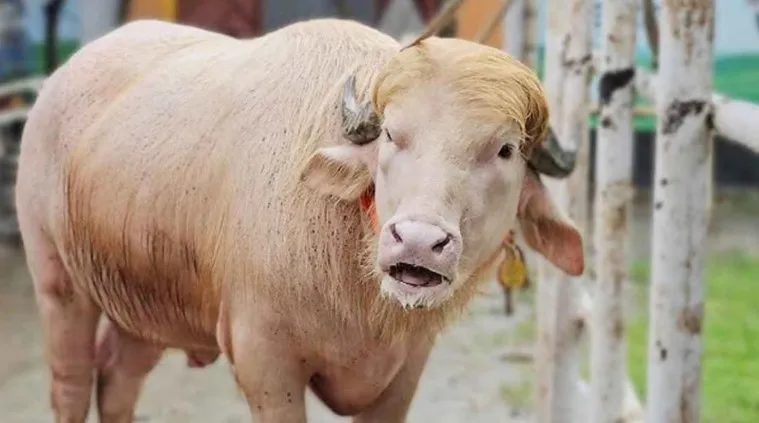 কোরবানির পশুর নাম ‘ডোনাল্ড ট্রাম্প’